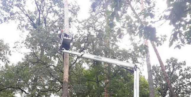 Як проводиться видалення зелених насаджень